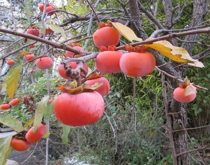 تصویر همان گزارش: افزایش ۱۰ درصدی حاصلات املوک در خوست؛ تولید امسال به ۳۴۲ تن می رسد
